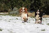 CAVALIER KING CHARLES 527